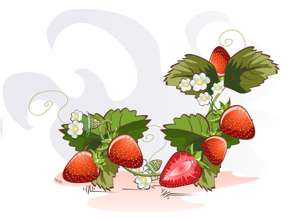 イチゴの花のイラスト イラスト
