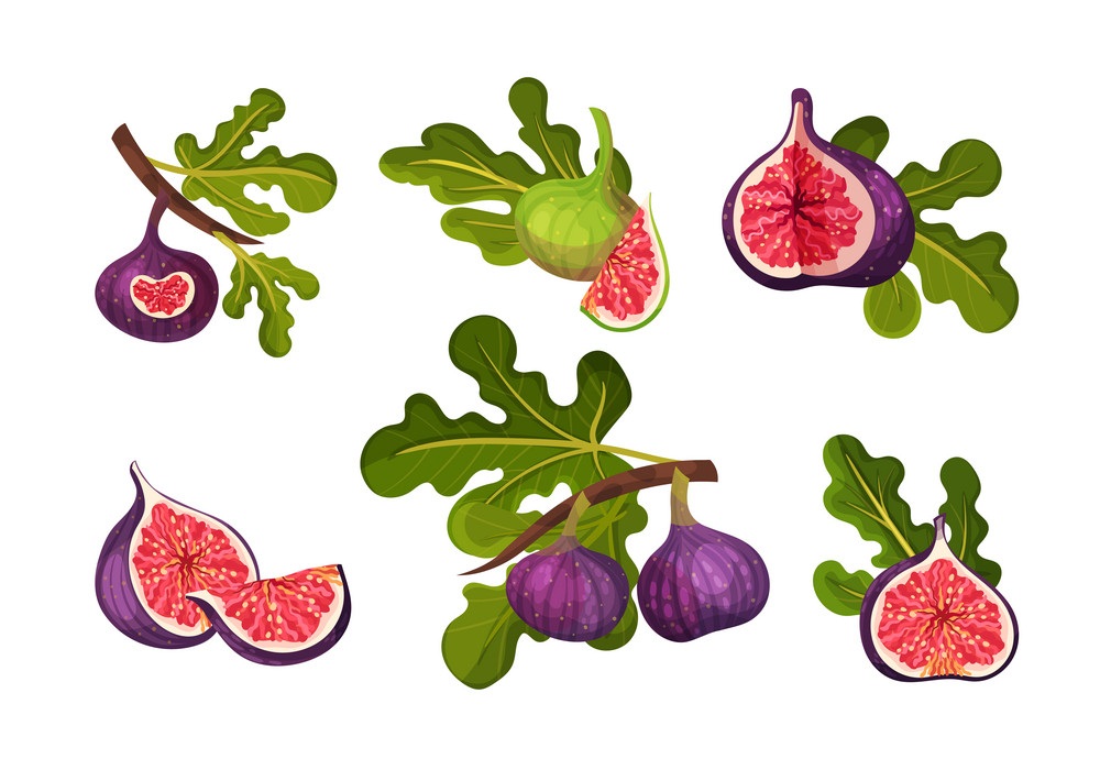 イチジクの果物のイラストセット イラスト