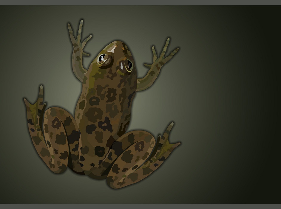 一般的な水カエルの上面図のイラスト イラスト