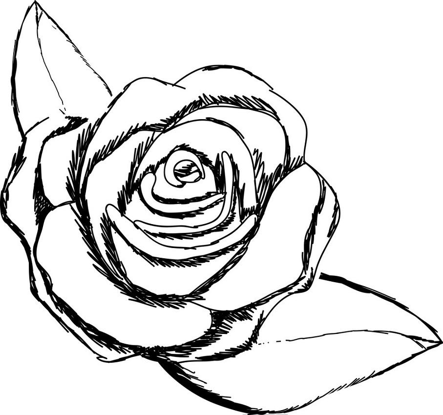 イラストのバラと葉のアウトライン 1