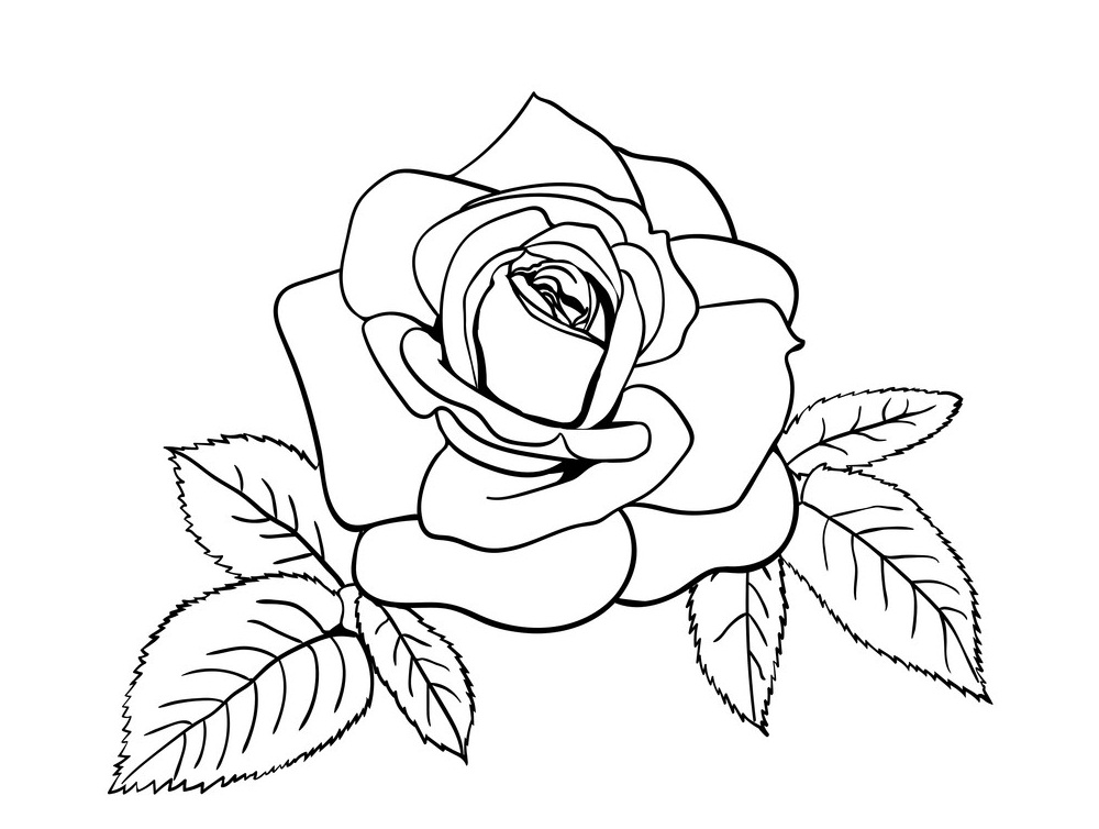 イラストのバラと葉のアウトライン 2