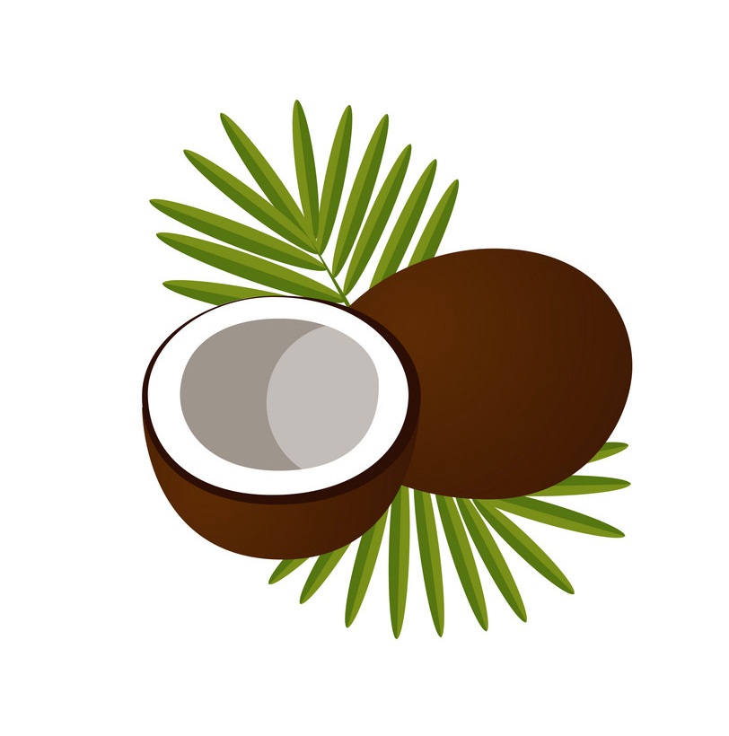 イラストのココナッツのロゴアイコン イラスト