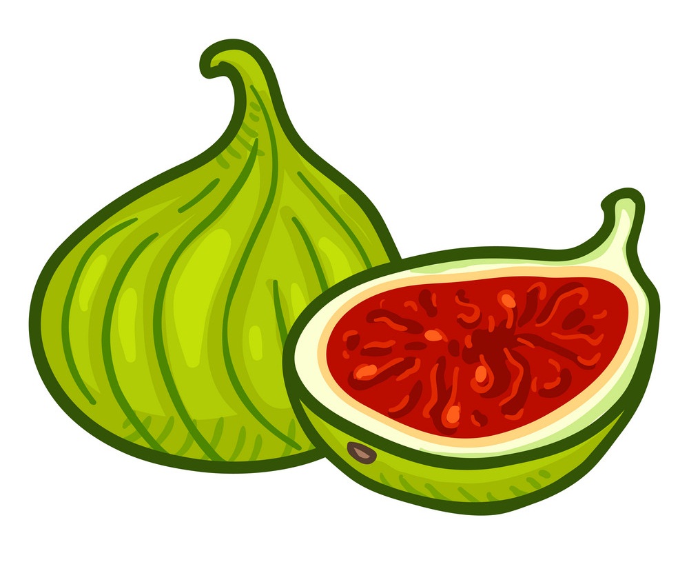 イラストアニメーション緑のイチジクの果実 イラスト