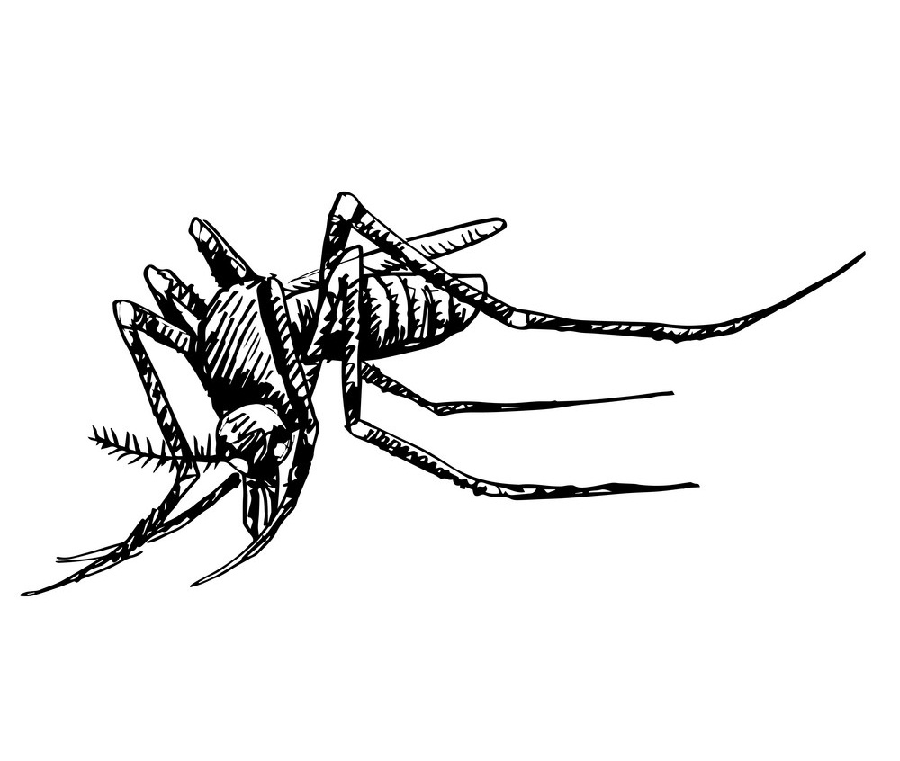 蚊のスケッチ イラスト