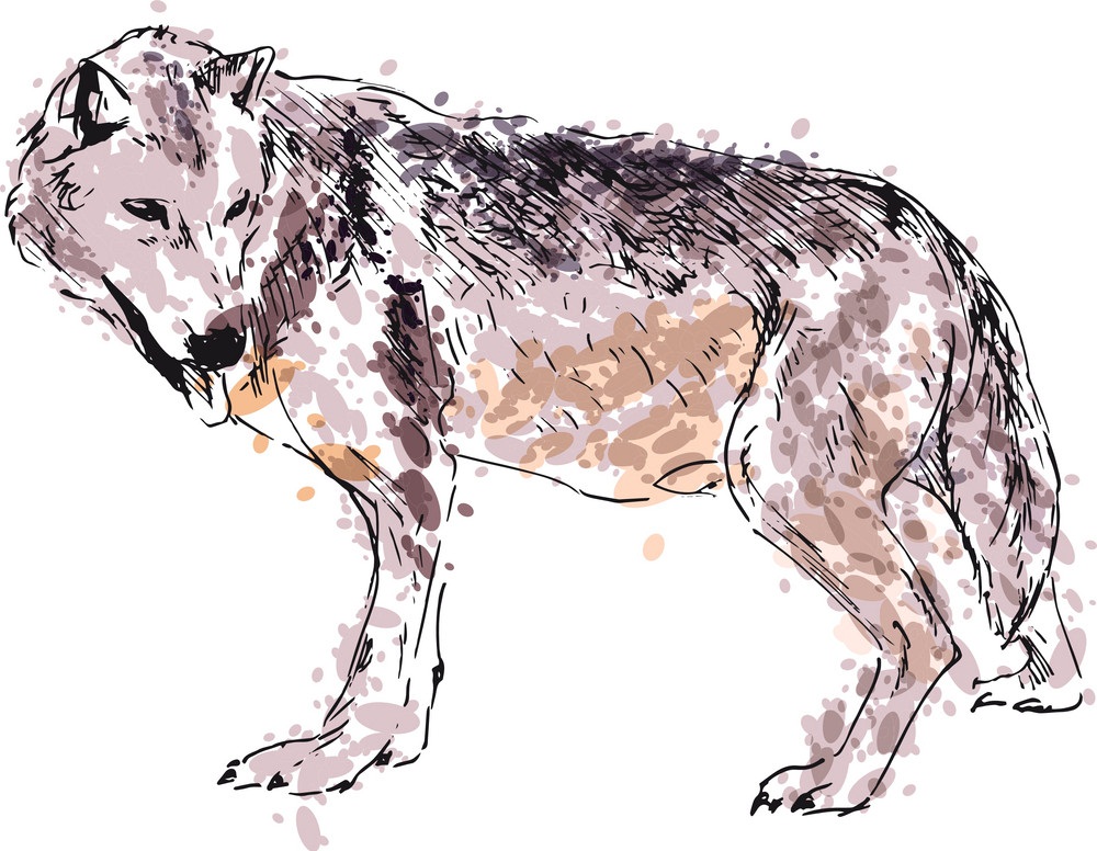 オオカミの手描きイラスト イラスト