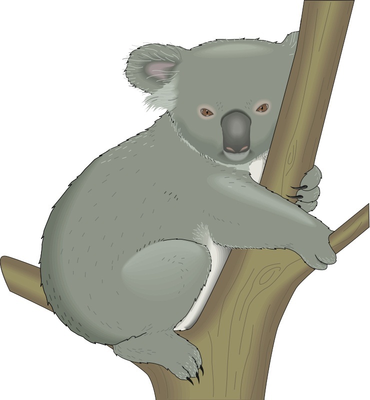 木の上の野生のコアラのイラスト