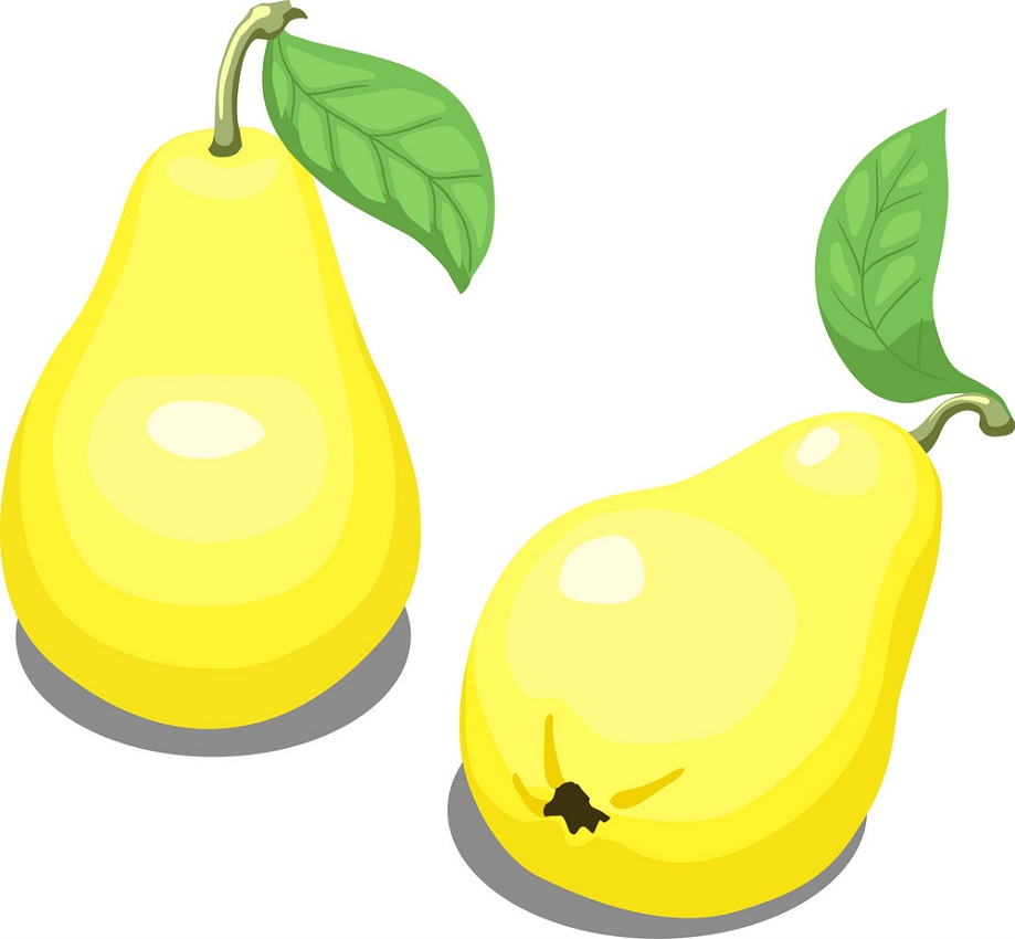 黄色の梨のイラスト イラスト