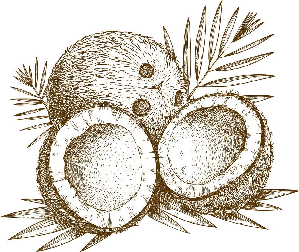 ココナッツを彫刻するイラスト イラスト