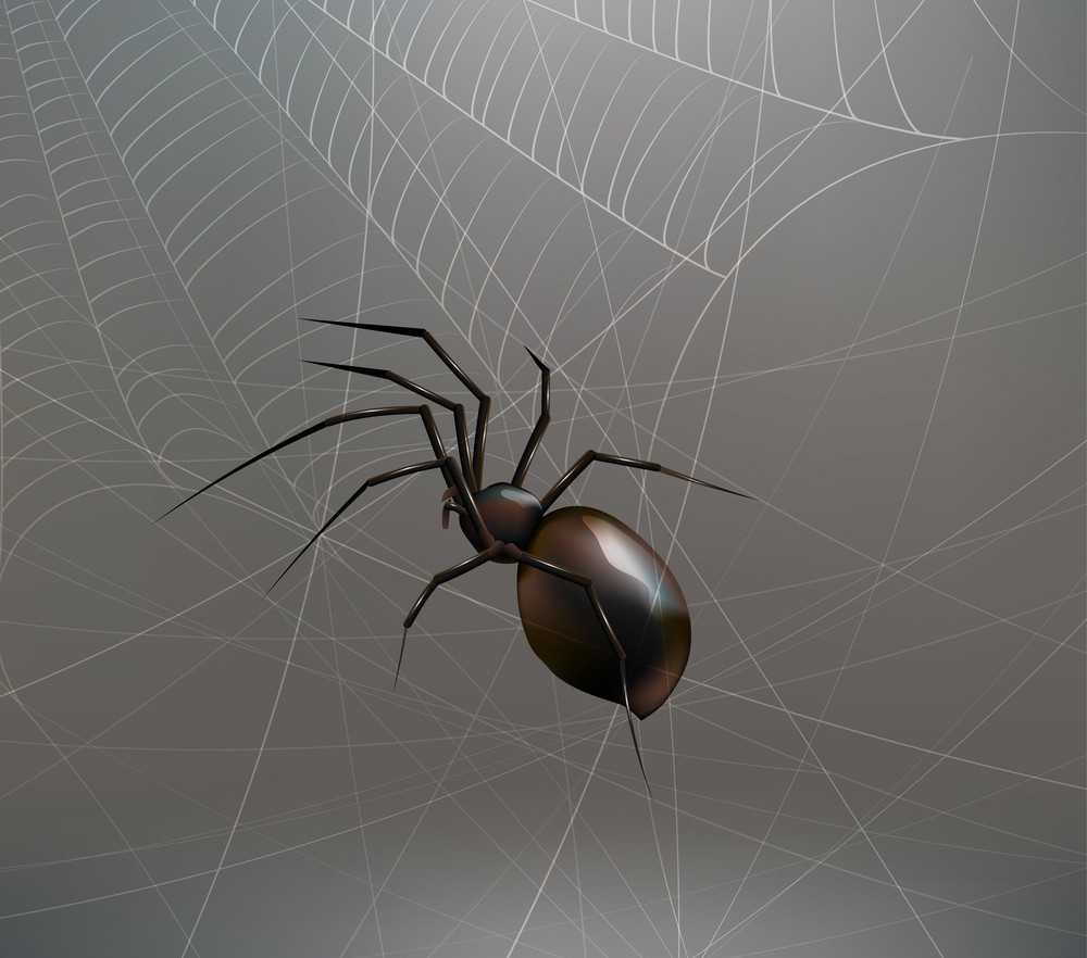蜘蛛の巣上のリアルな蜘蛛のイラスト