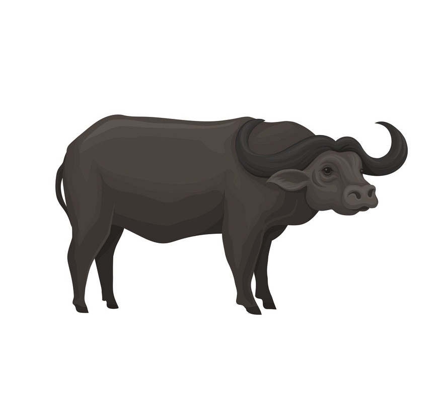 黒アフリカ水牛のイラスト イラスト