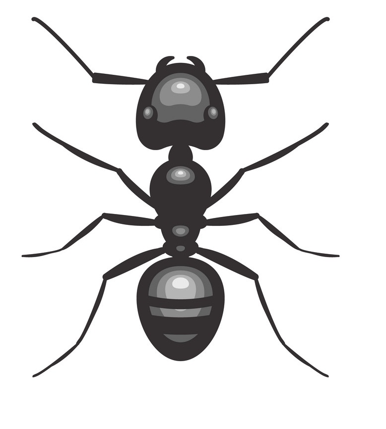 黒アリの上面図のイラスト