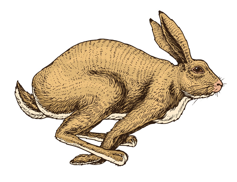 急上昇するウサギのイラスト イラスト