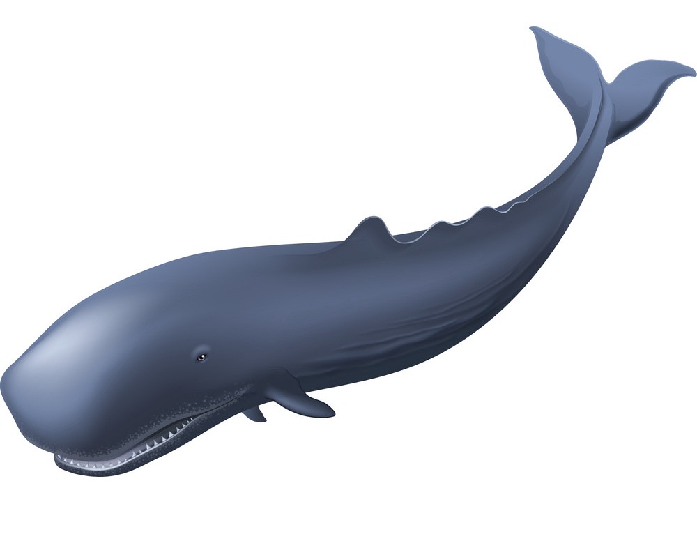 マッコウクジラ1のイラスト