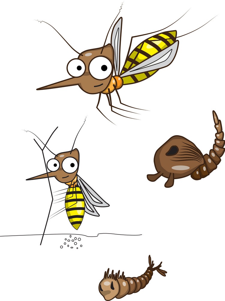 漫画の蚊のライフサイクル イラスト イラスト