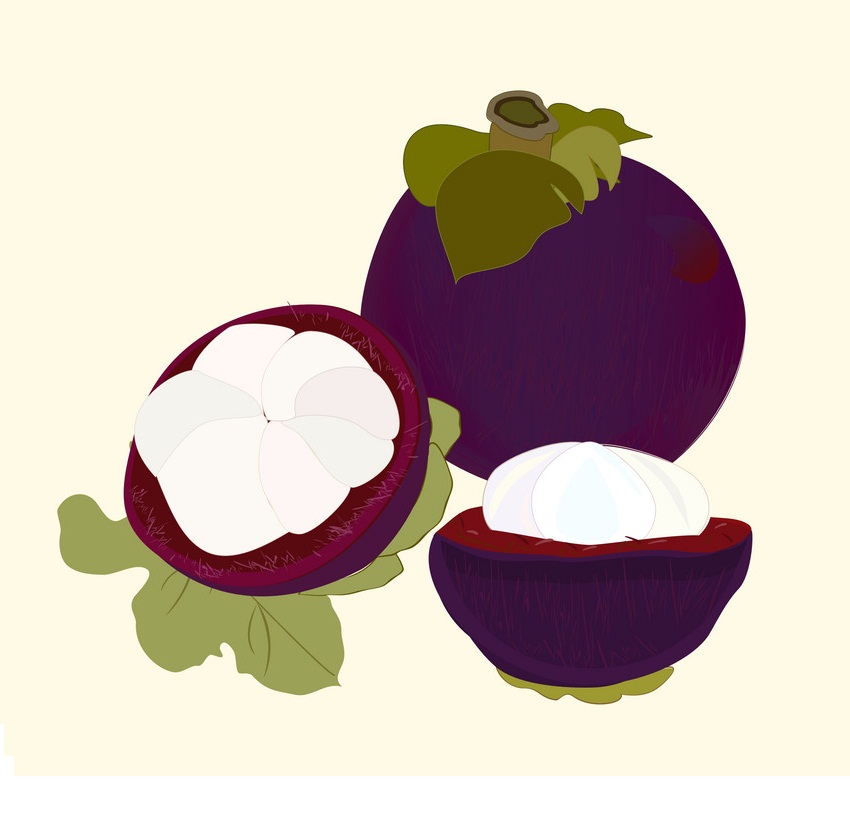 マンゴスチンの果物のイラスト イラスト