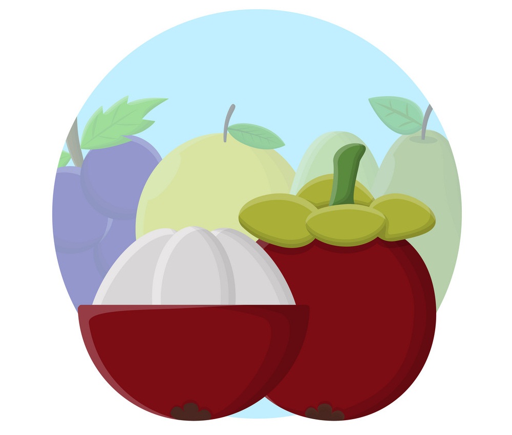 マンゴスチンの果物のイラスト イラスト