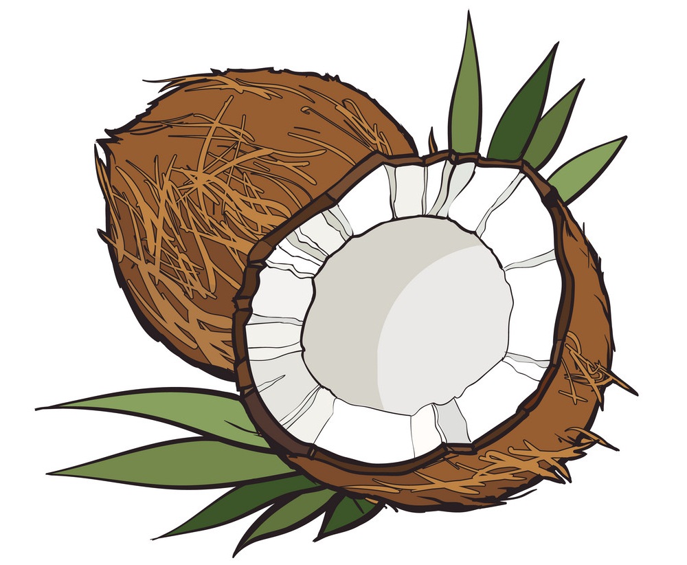 丸ごと半分のココナッツをイラストします イラスト