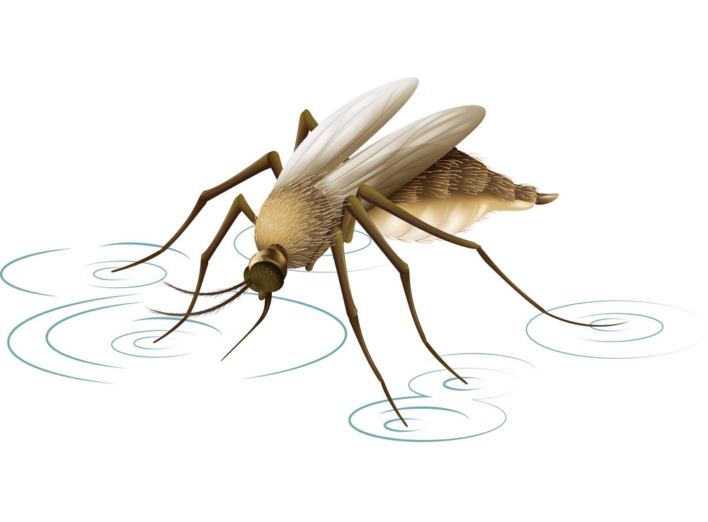 水上の蚊 イラスト イラスト