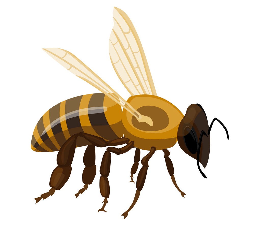 ミツバチのイラスト イラスト