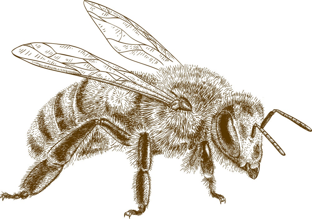 ミツバチのスケッチのイラスト イラスト