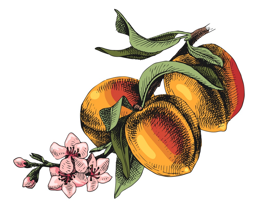 桃の枝のイラスト イラスト