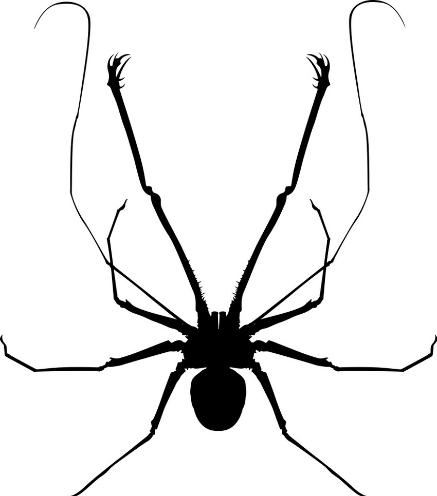 鞭蜘蛛のイラスト イラスト