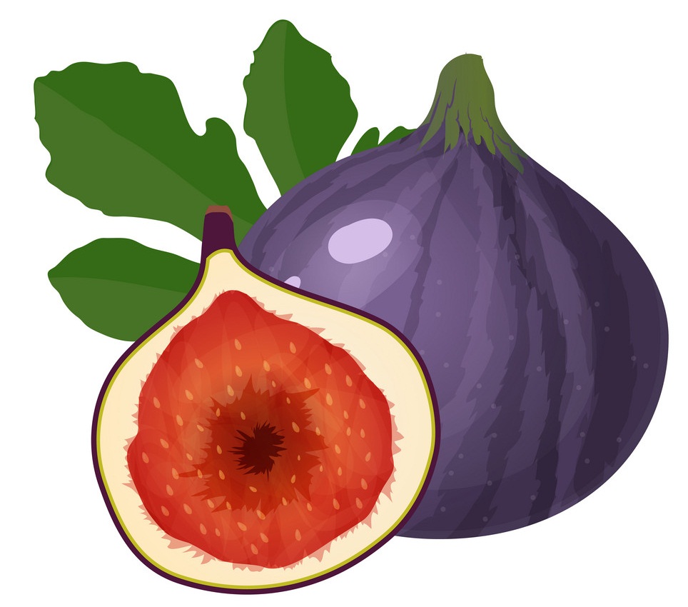 紫色のイチジクの果実をイラストします イラスト
