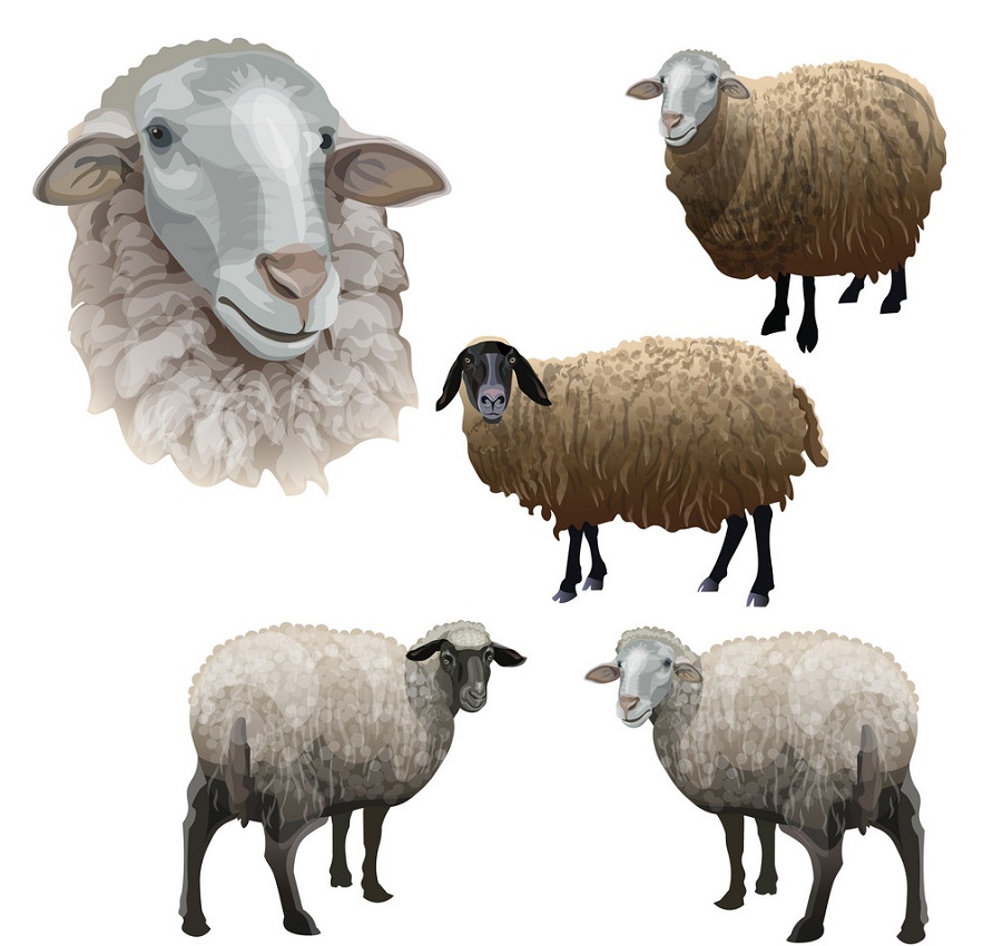 農場の羊のイラストのセット イラスト