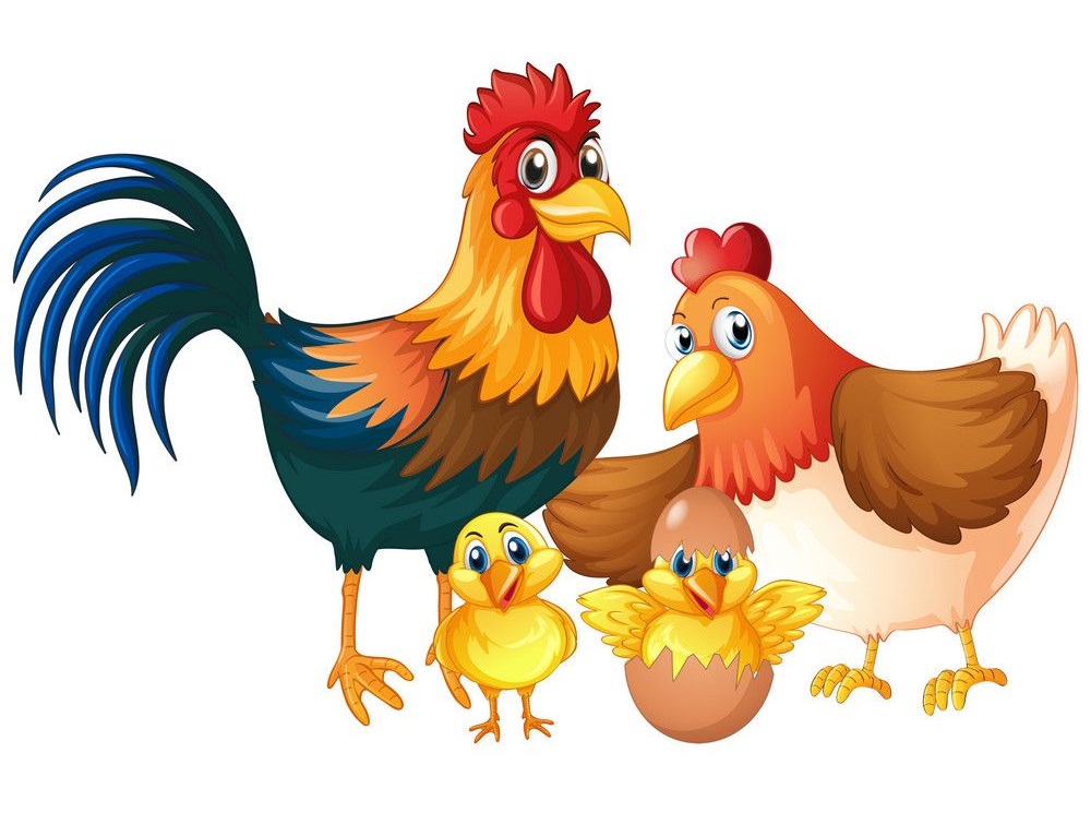 鶏の家族のイラスト イラスト