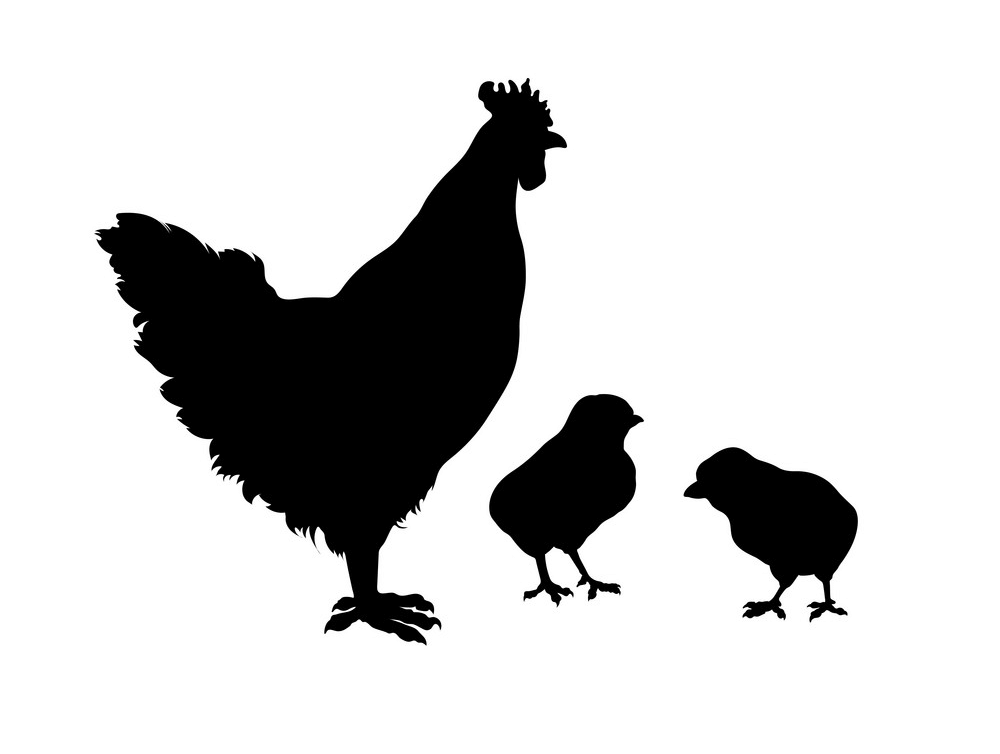 鶏のシルエットのイラスト4 イラスト