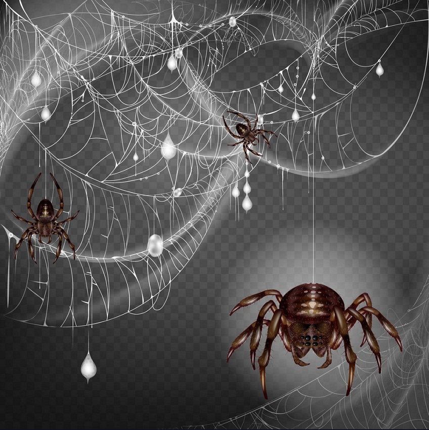 恐ろしい蜘蛛のイラスト