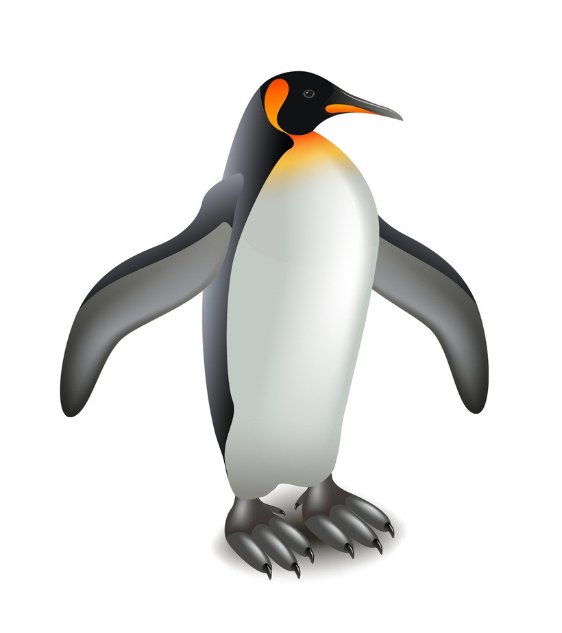 ペンギンの立っているイラスト イラスト
