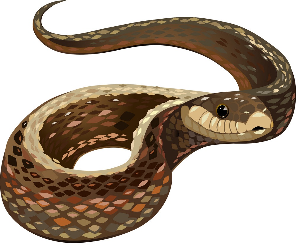 リアルなヘビのイラスト イラスト