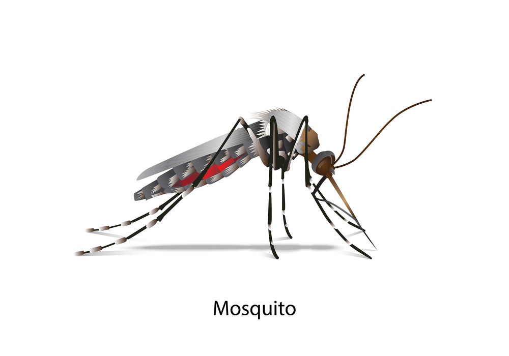 リアルな蚊の側面図のイラスト