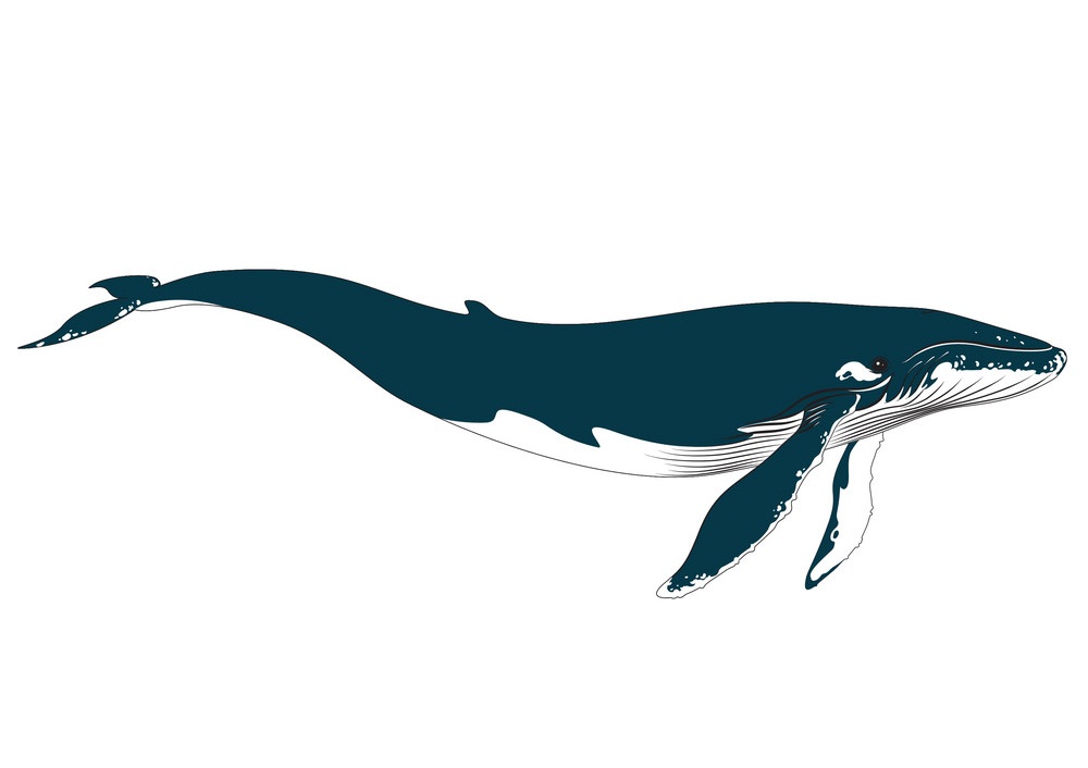リアルな大きなシロナガスクジラのイラスト
