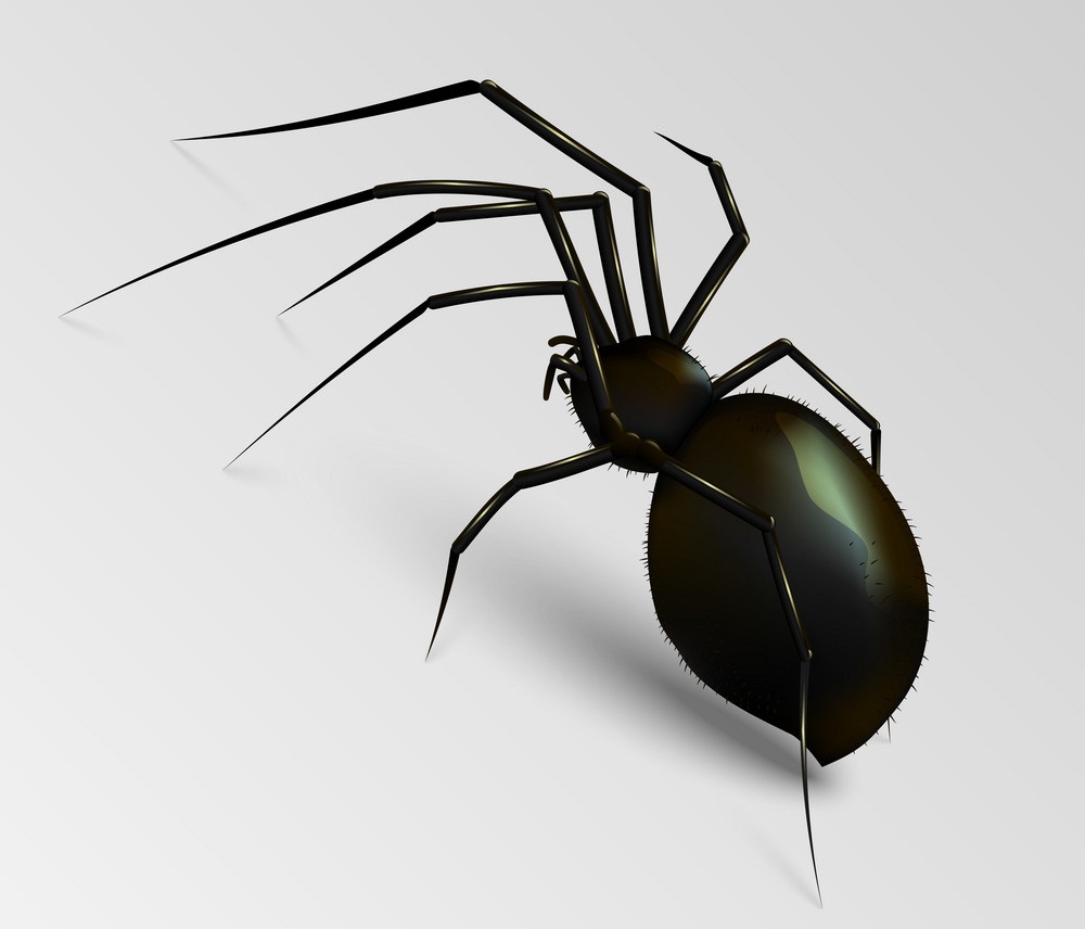リアルな黒い蜘蛛のイラスト イラスト