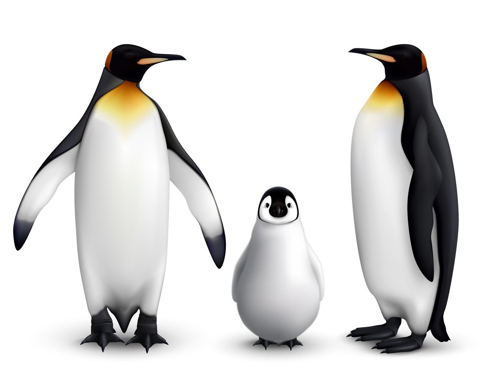 リアルなペンギンの家族のイラスト イラスト