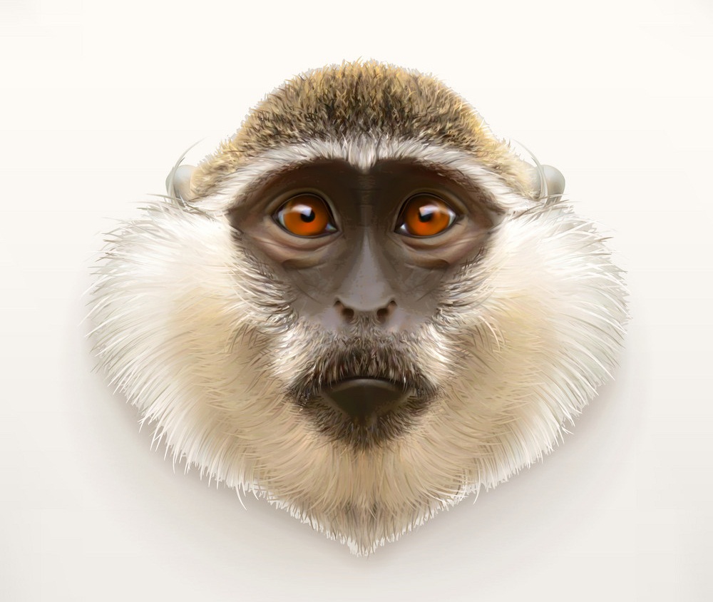 リアルな猿の頭のイラスト イラスト