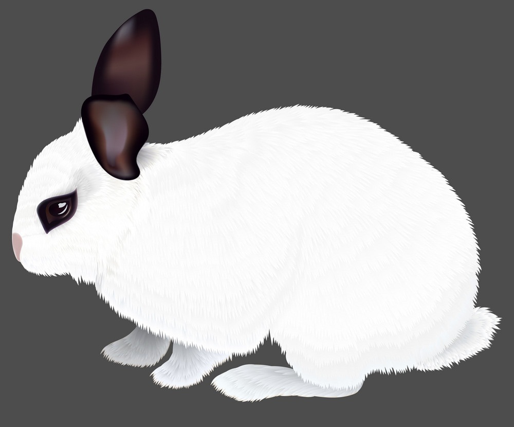 リアルな白ウサギのイラスト イラスト