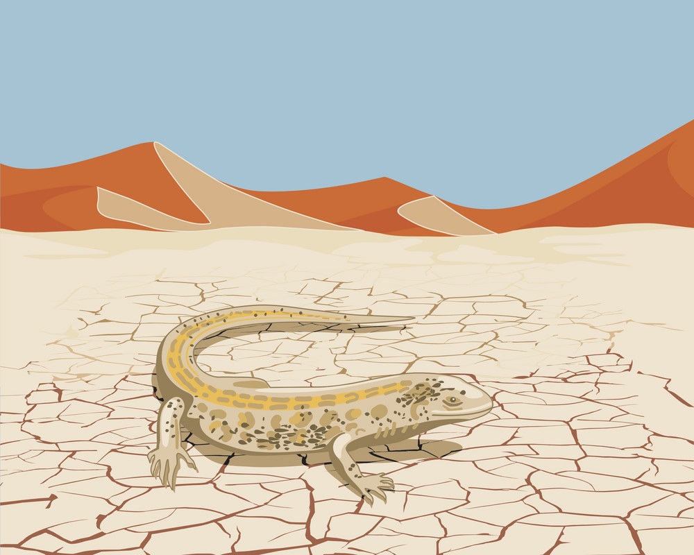 砂漠の砂トカゲのイラスト イラスト