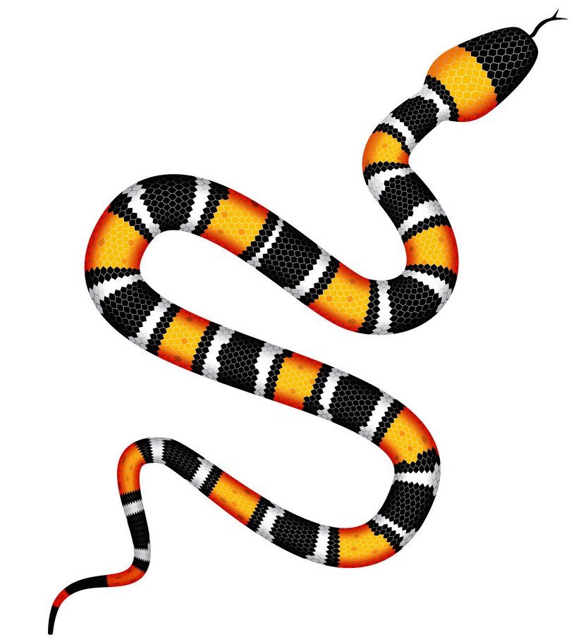 サンゴヘビのイラスト イラスト