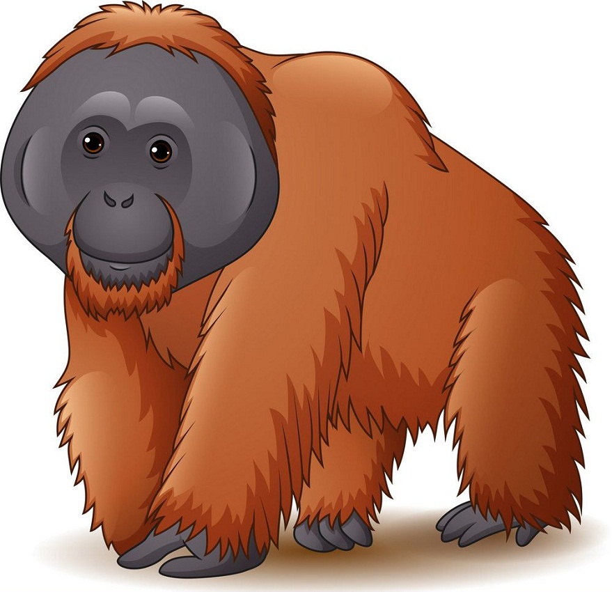 猿のオランウータンのイラスト イラスト