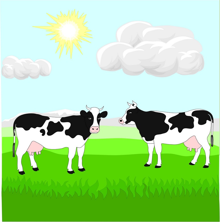 芝生の上の2頭の牛のイラスト イラスト