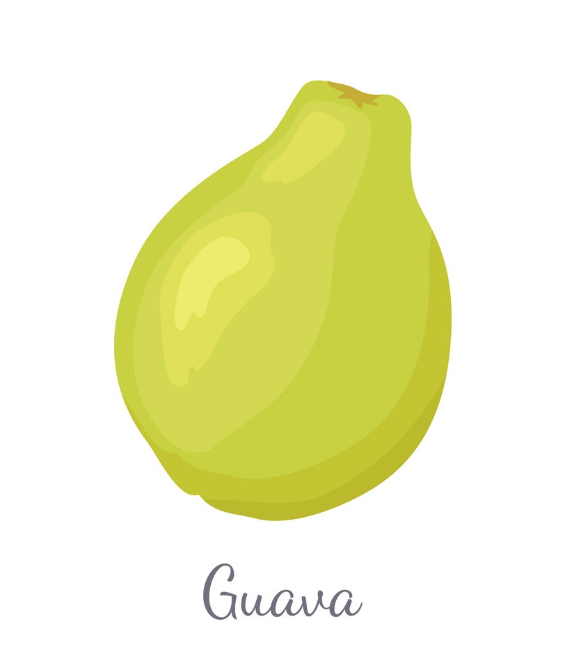 シンプルなグアバの果実をイラストします