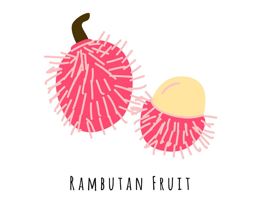 シンプルなランブータン フルーツのイラスト