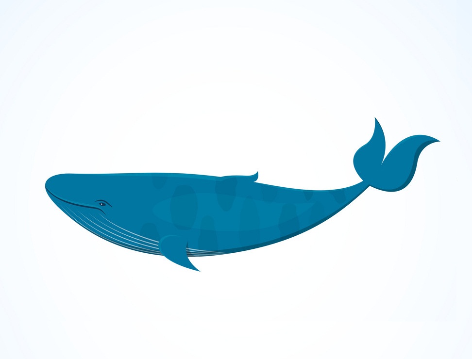 シンプルなシロナガスクジラのイラスト イラスト