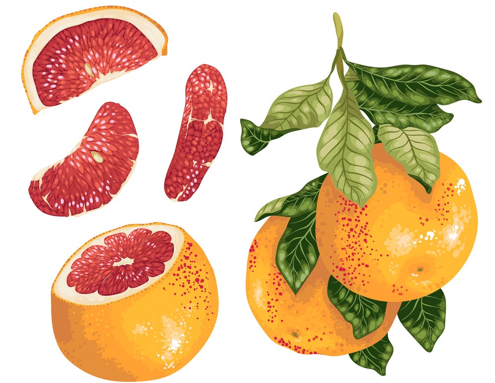 新鮮で健康的なグレープフルーツのイラスト イラスト