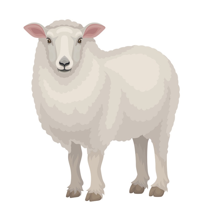 白い羊のイラスト イラスト