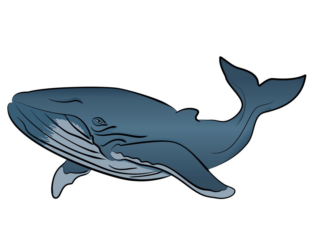 シロナガスクジラ1のイラスト イラスト
