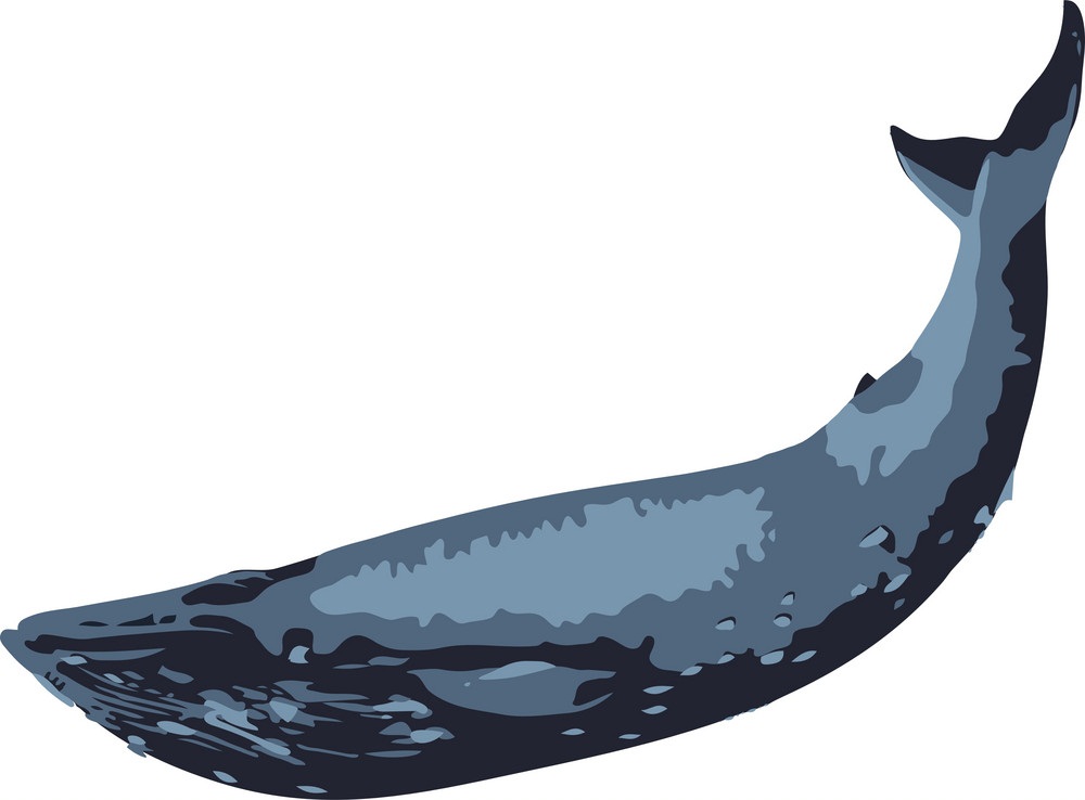 シロナガスクジラ2のイラスト